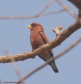 /album/photogallery/broad-billed-roller-fajarrah-gambia-jpg/